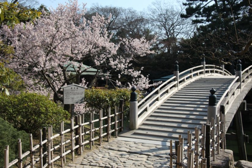桜と偃月橋