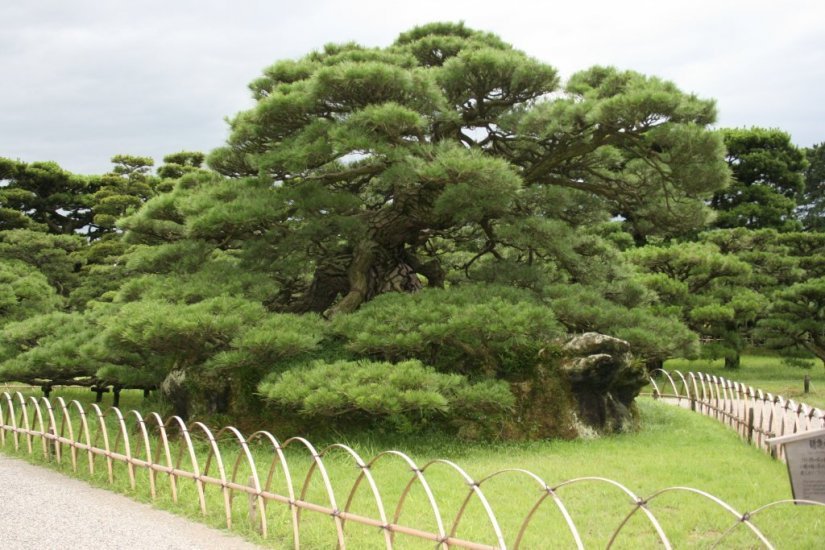 大きく横に枝を広げた美しい姿