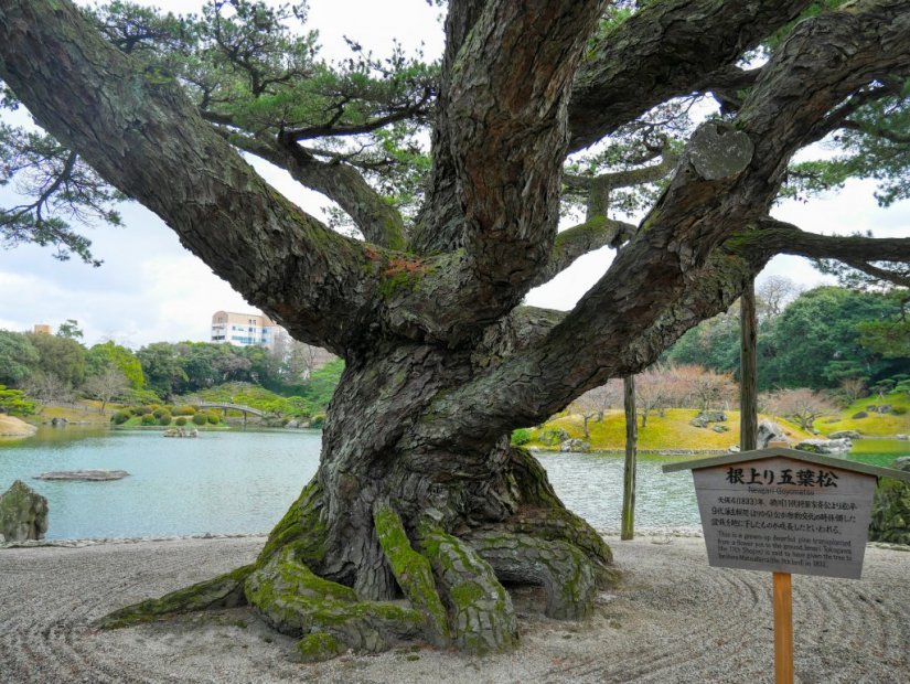 長い年月をかけて成長した根上り五葉松