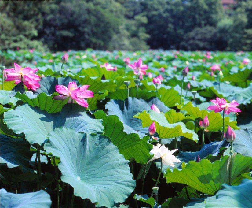 芙蓉沼