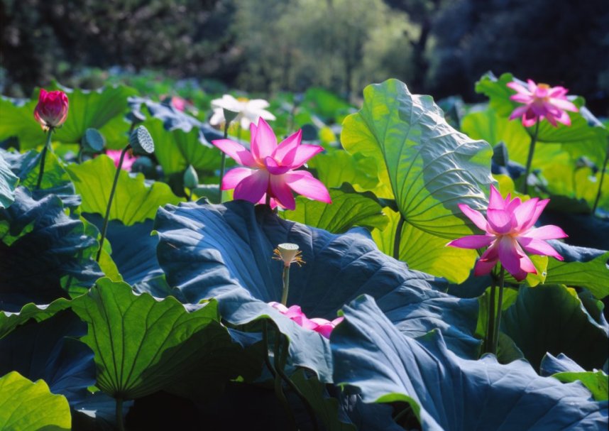 園内に咲くハスの花