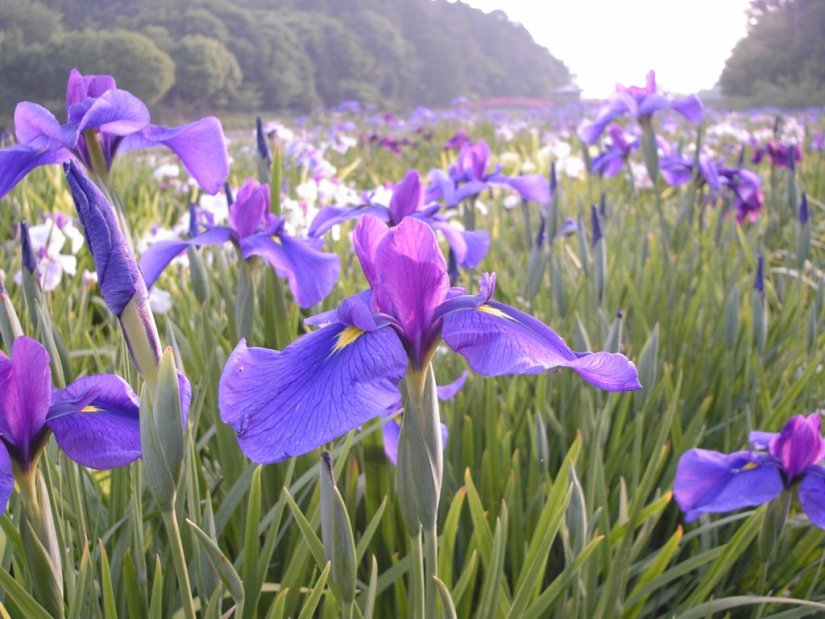 紫・白・黄・ピンクの花菖蒲が色とりどりに咲き誇る