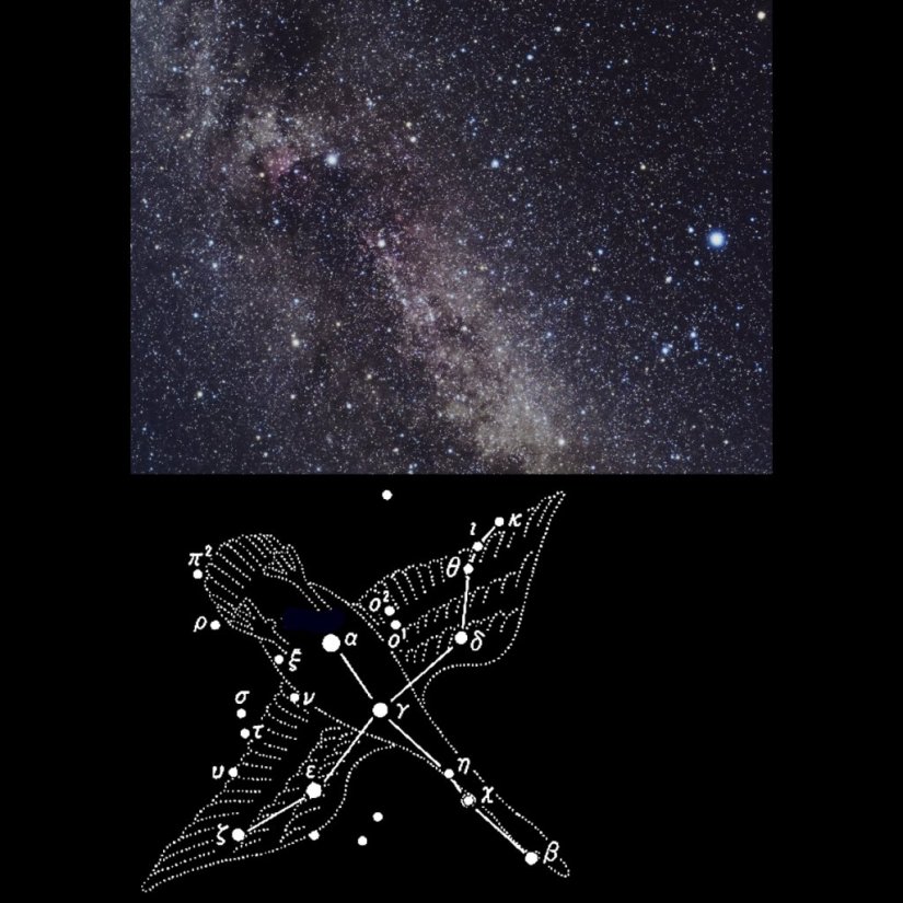 【はくちょう座】夏の大三角の中に首を突っ込み大きく羽を広げて飛んでいます。中心をなす十字は、南十字に対して北十字と呼ばれています。