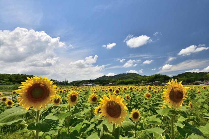 約5ヘクタールに約25万本が植えられています