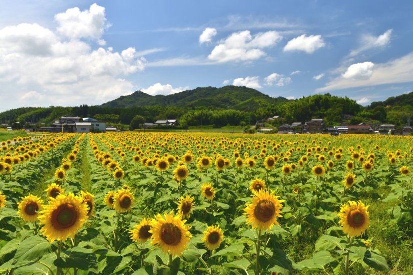 見渡す限りのひまわり畑