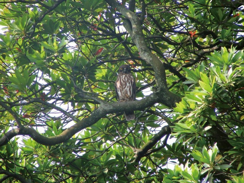 【アオバズク】夏の鳥として公園を訪れます（令和元年度以降、確認されていません。）