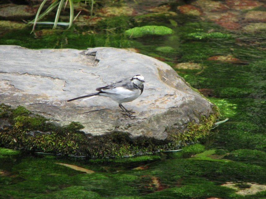 【ハクセキレイ】冬の鳥として公園に訪れます
