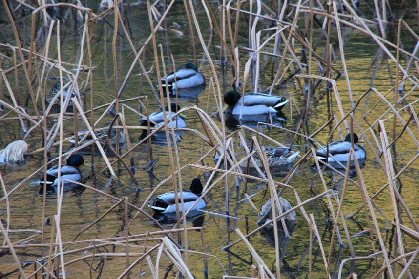 【マガモ】冬の鳥として公園に訪れます