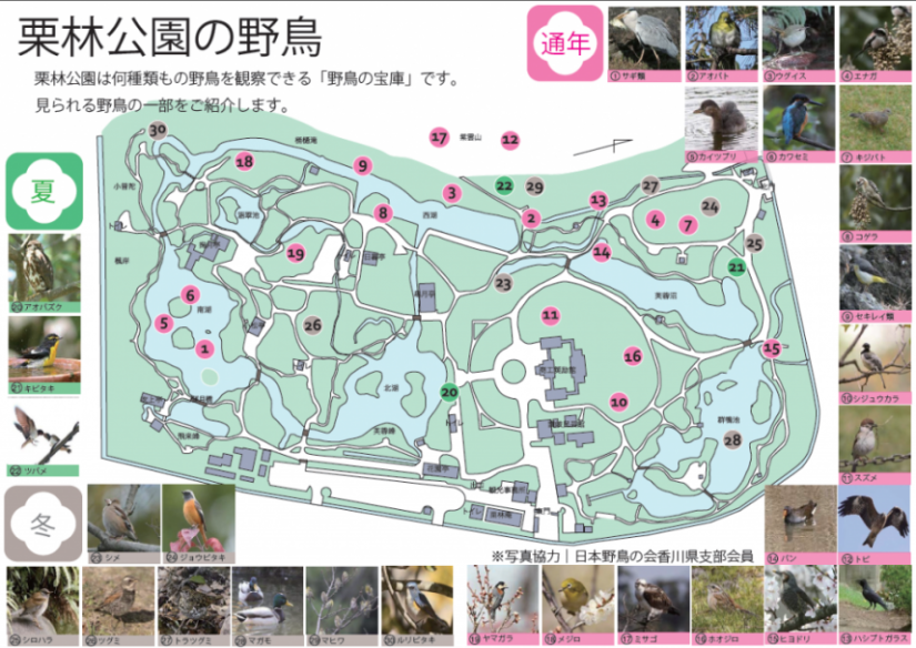 栗林公園の野鳥紹介