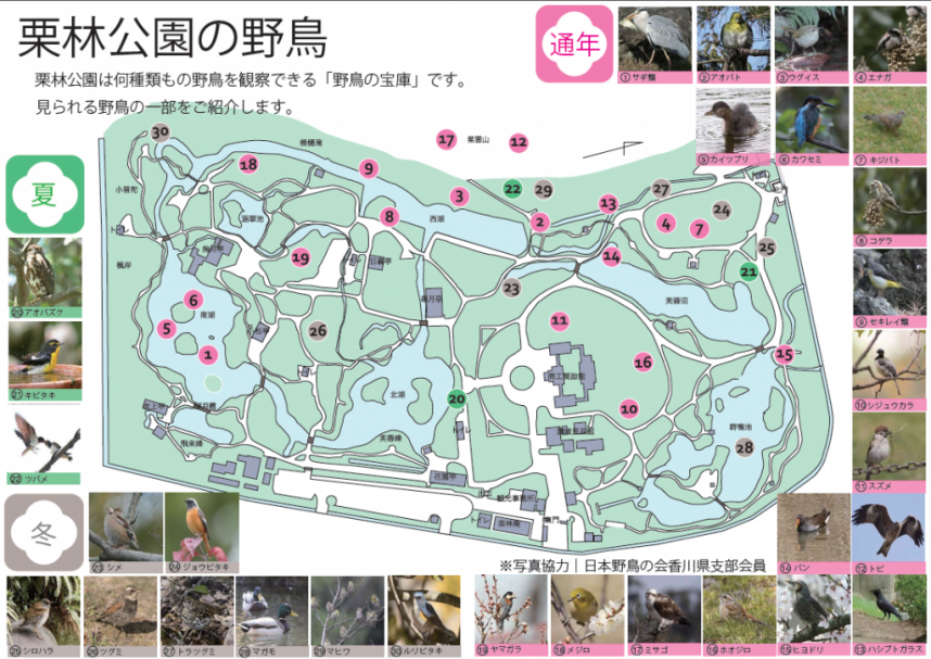 栗林公園の野鳥紹介