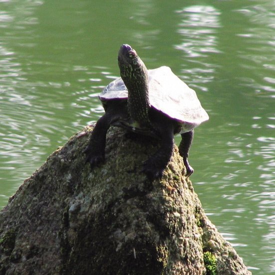 クサガメ