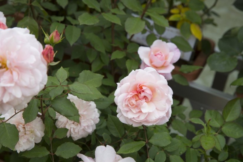偉人の名前が付いた薔薇など種類が豊富。
