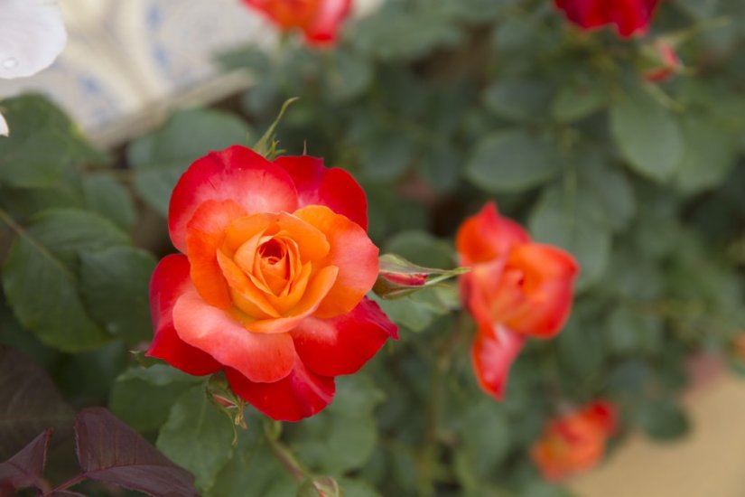 偉人の名前が付いた薔薇など種類が豊富。