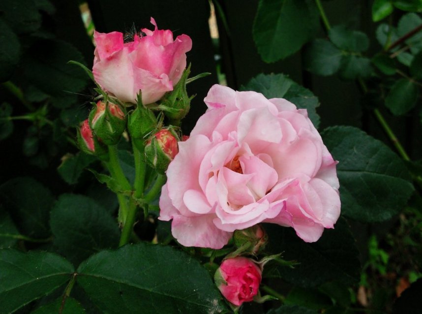 世界にたったひとつの薔薇オリジナルローズ「レオマローズ」はレオマでしか見れません！