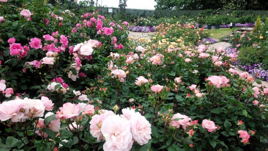 世界各国約300品種70,000本の美しい薔薇の絶景