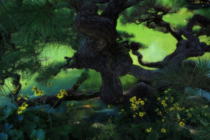 [ツワブキ]栗林公園フォトコンテスト佳作「OIMATU(老松)」石川賢一