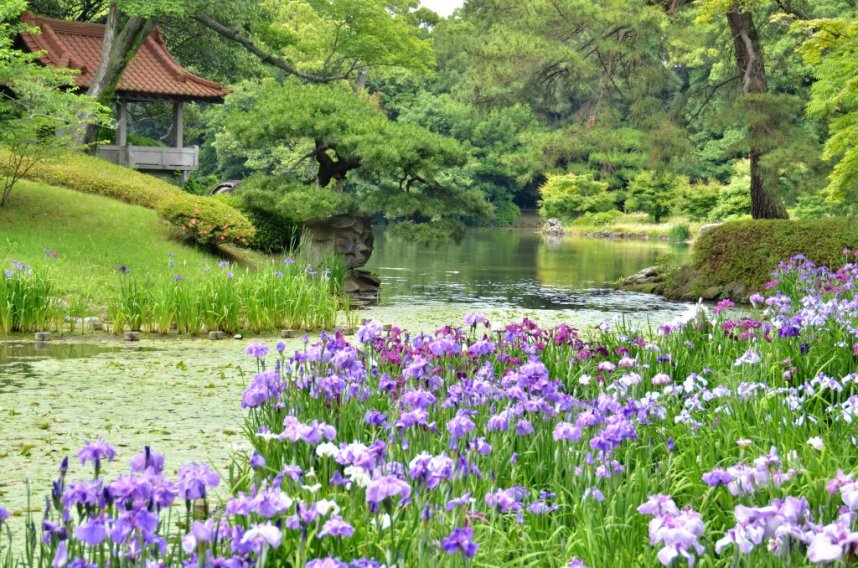 [ハナショウブ]栗林公園フォトコンテスト入選「静寂の花園」筒井修三