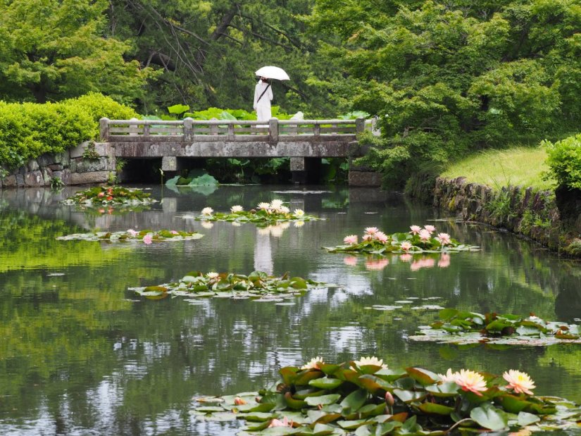 [スイレン]栗林公園フォトコンテスト佳作「白いパラソル」大塚健司