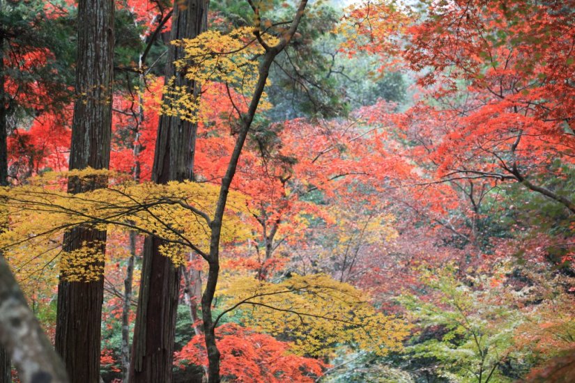 毎年11月10日には「紅葉祭（もみじさい）」が行われます
