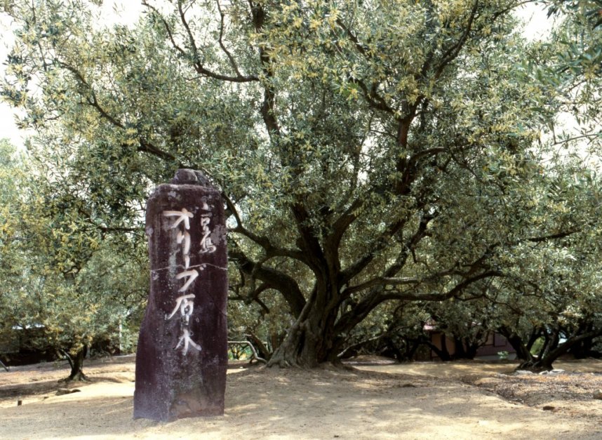 今でも現存している「オリーブ園の原木」
