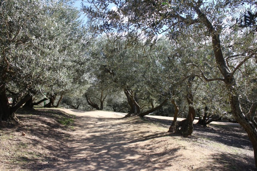 およそ3ヘクタールの広い敷地にオリーブの木が栽培されています