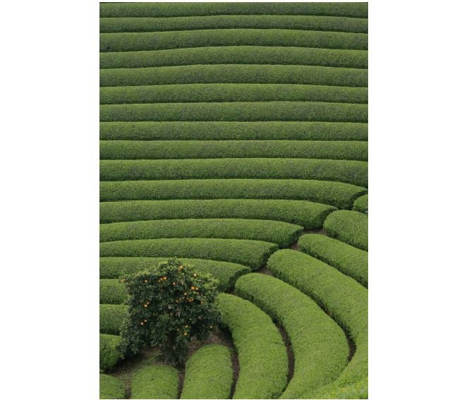 香川県部門・銀賞　作品名：「綺麗な茶畑に会いに行こう」