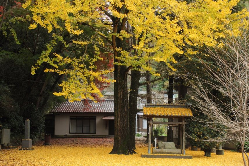 香川県部門・銀賞　作品名：「黄色の絨毯」