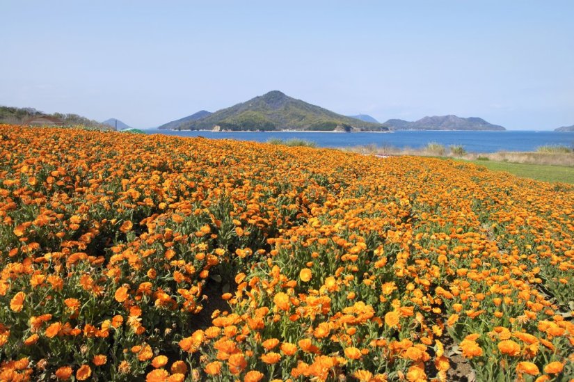 露地栽培のため、年により撮影スポットが変わります