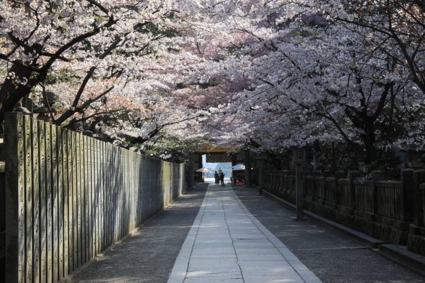 大門から150mほど続く石畳の道、春は桜のトンネル