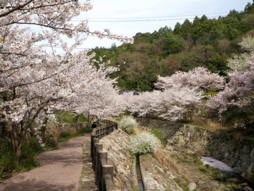 川を挟むように咲き誇る桜は絶景