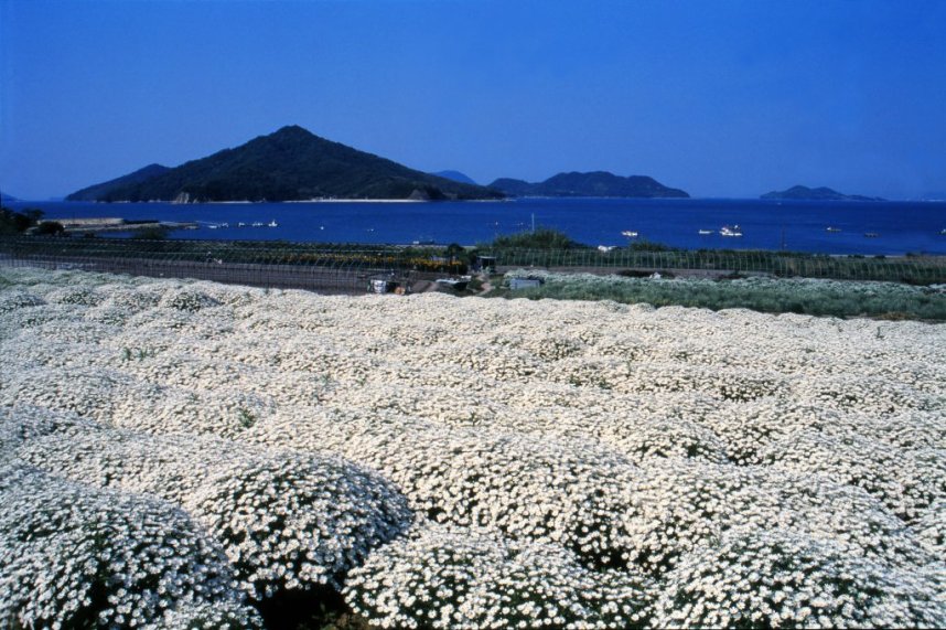 フラワーパーク浦島では季節の花々が一帯を埋め尽くす