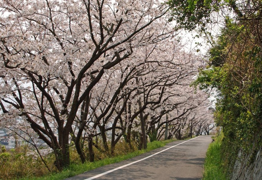 女木島灯台灯台へ続く道中には約3000本の桜並木