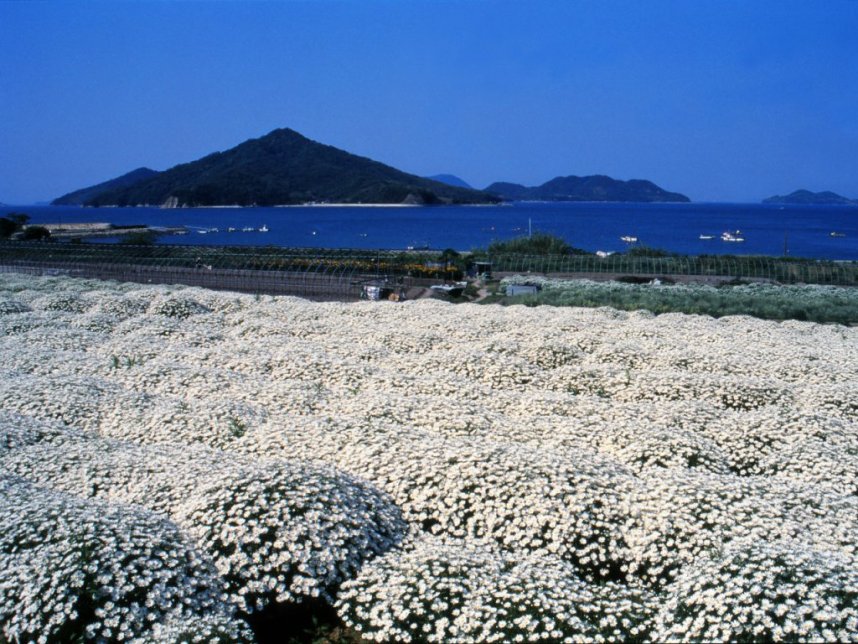 背景には粟島が浮かび、真っ白い花とのコントラストが映える