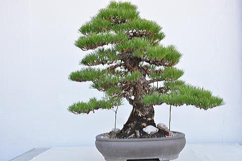 ③枝打ち