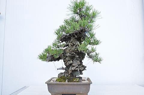 ④葉（錦松）