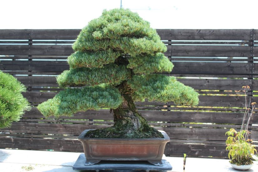 盆栽の魅力を知る Bonsai に癒される旅 特集 香川県観光協会公式サイト うどん県旅ネット