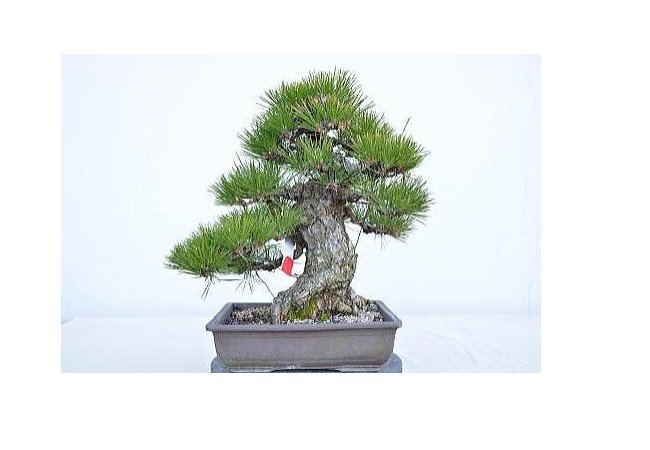 盆栽の魅力を知る Bonsai に癒される旅 特集 香川県観光協会公式サイト うどん県旅ネット