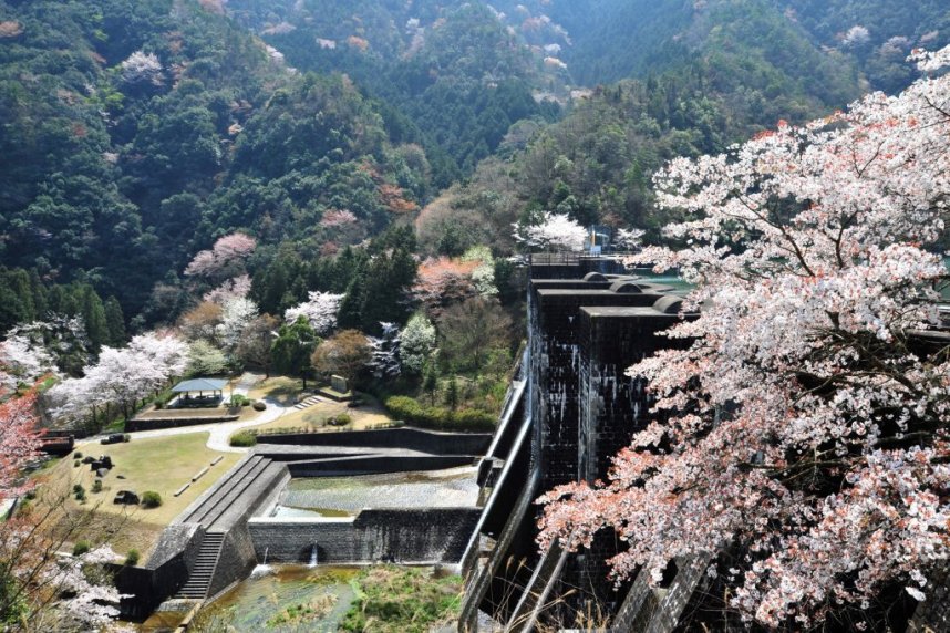 春の桜