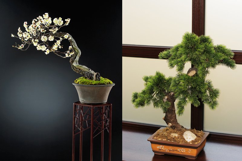 盆栽の魅力を知る Bonsai に癒される旅 特集 香川県観光協会公式サイト うどん県旅ネット