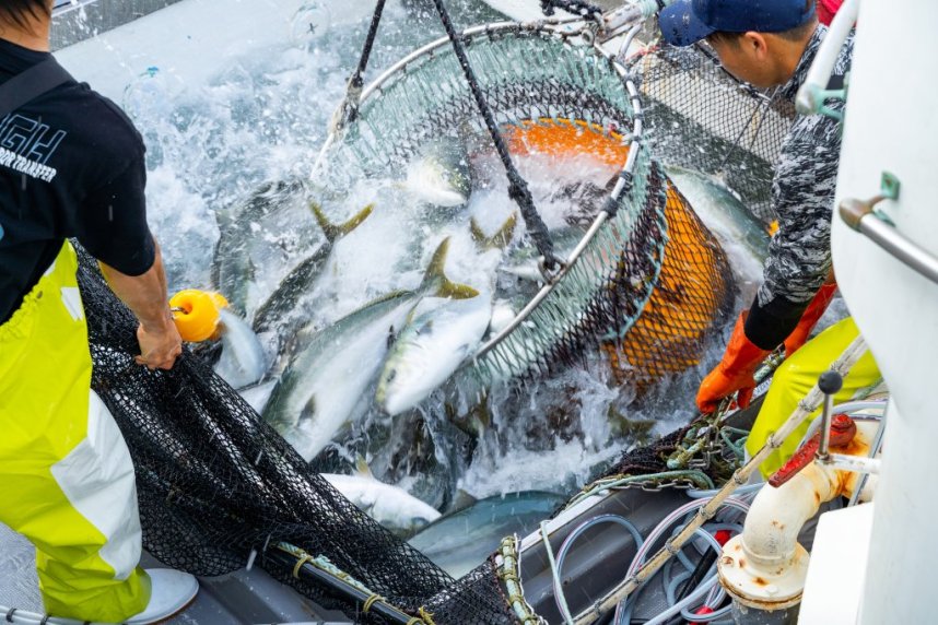 10m四方の生簀にかかっている網を船の方に寄せることで魚を誘導し、大きな網で掬い上げて船に運ぶ。魚が傷つかないよう網にはオレンジ色のシートがつけられている。