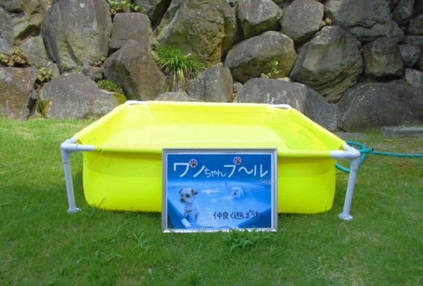 期間限定のワンちゃんプール