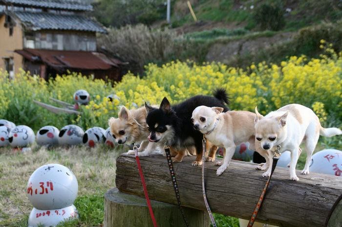 愛犬と一緒に「ブイブイガーデン」を散策