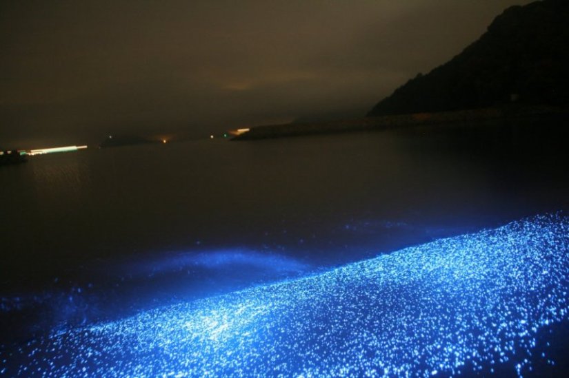 幻想的な海ほたるを鑑賞できます（最適な観察シーズンは5月から10月ごろ）