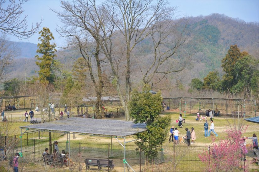 「国営讃岐まんのう公園」内にはペットがのびのびと遊べる広いドッグランが設置されています