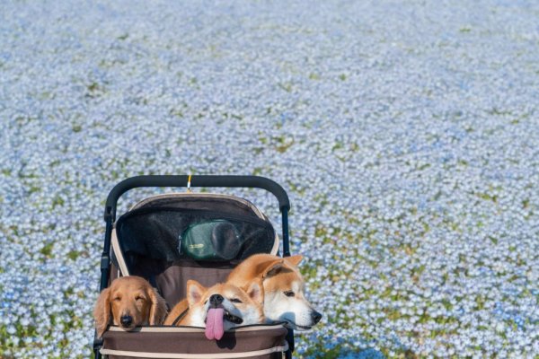 お花畑をバックに記念撮影！