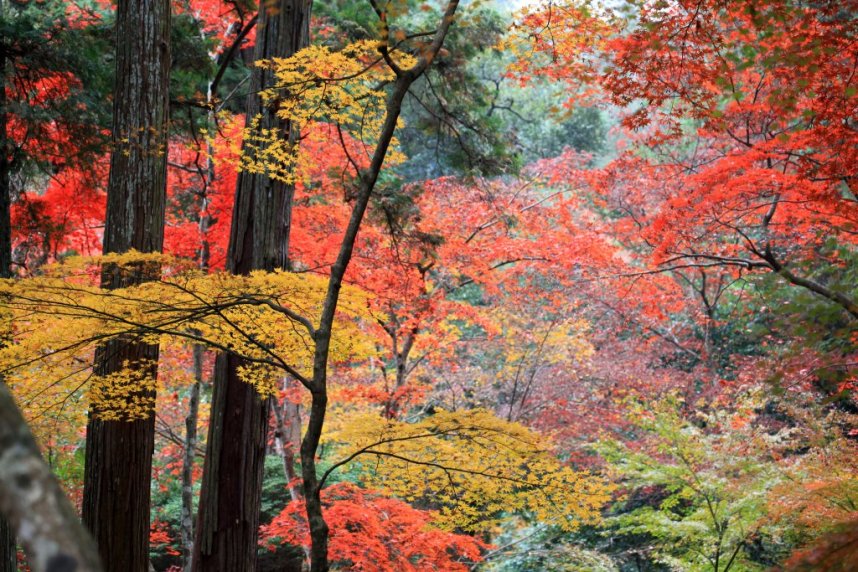紅葉も楽しめる香川県屈指のパワースポット
