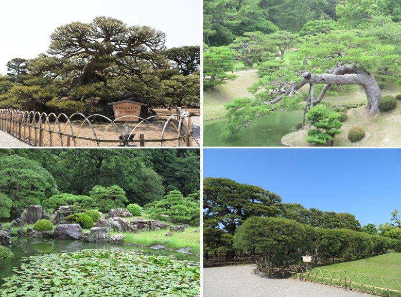 （左上から時計回りに）亀の形をした石組の上に鶴が舞う姿をしたクロマツが植えられている「鶴亀松」。湖面ギリギリまで枝が伸びた「流枝松（なげしまつ）」。箱のように剪定された「箱松」と屏風のように枝を広げた「屏風松」。涵翠池（かんすいち）に浮かぶ瑤島（ようとう）。