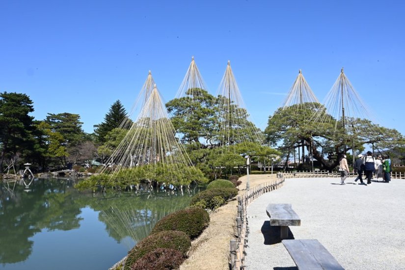 ◆唐崎松（からさきのまつ）霞ヶ池にせり出すように枝を伸ばし、水面に影を落とす姿も美しく、特に金沢の冬の風物詩となっている雪から枝を守るために「雪吊り」が施された時期は美しく、円錐型のシルエットが趣深い風情を紡ぎ出す。