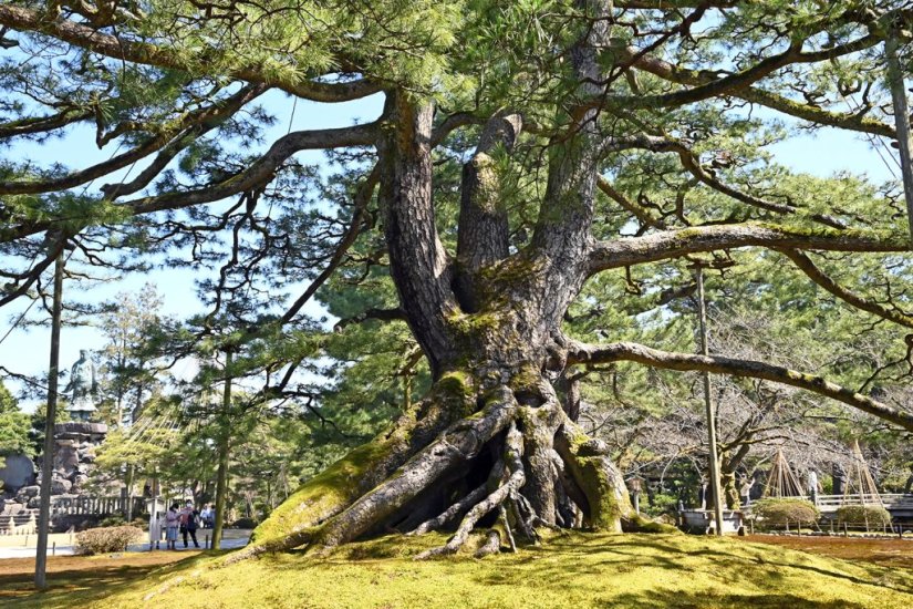 ◆根上松（ねあがりのまつ） 高さ約15ｍの黒松で、大小40数本もの根が地上2ｍにまでせり上がった迫力の奇観が見どころ。13代当主・前田斉泰（なりやす）が土を盛り上げて若松を植え、成長後に土を除いて根を露にしたものだと伝わっている。