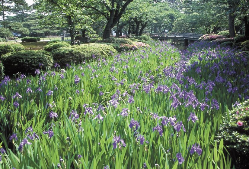 ◆花見橋（はなみばし）と曲水 「花見橋」の名は木橋から見る季節ごとの花の眺めが素晴らしいことから。緩やかに流れる曲水に沿って桜、カキツバタ、サツキ、ツツジなどが咲き誇る。